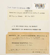 Paraleucobryum longifolium image