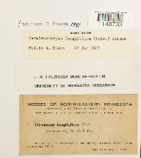 Paraleucobryum longifolium image