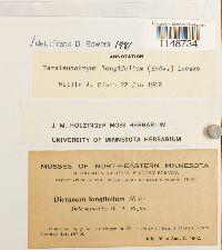 Paraleucobryum longifolium image