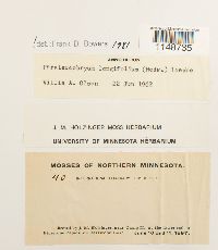 Paraleucobryum longifolium image