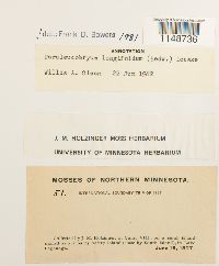 Paraleucobryum longifolium image