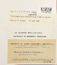 Paraleucobryum longifolium image