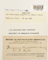 Paraleucobryum longifolium image