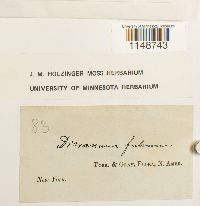 Dicranum fulvum image