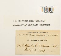 Dicranum fulvum image