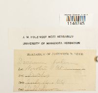 Dicranum fulvum image