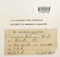 Dicranum fulvum image