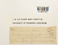 Dicranum fulvum image