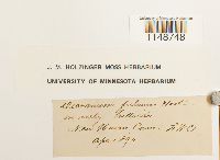 Dicranum fulvum image