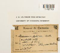 Dicranum fulvum image