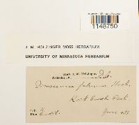 Dicranum fulvum image