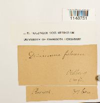 Dicranum fulvum image