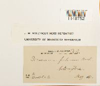 Dicranum fulvum image