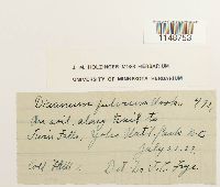 Dicranum fulvum image