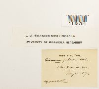 Dicranum fulvum image