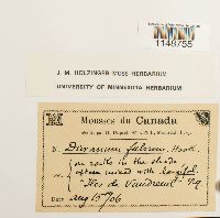 Dicranum fulvum image