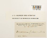 Dicranum fulvum image