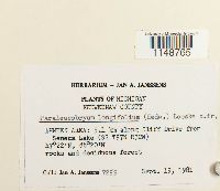 Paraleucobryum longifolium image