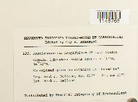 Paraleucobryum longifolium image