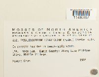 Paraleucobryum longifolium image