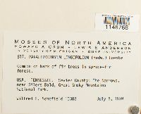 Paraleucobryum longifolium image