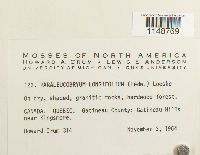 Paraleucobryum longifolium image