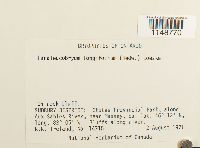 Paraleucobryum longifolium image