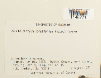 Paraleucobryum longifolium image