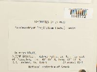 Paraleucobryum longifolium image