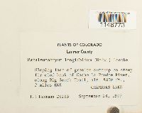 Paraleucobryum longifolium image