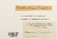 Paraleucobryum longifolium image