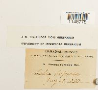 Paraleucobryum longifolium image