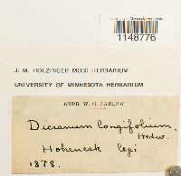 Paraleucobryum longifolium image