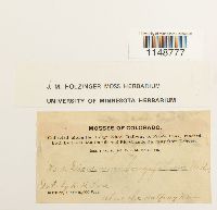 Paraleucobryum longifolium image