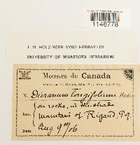 Paraleucobryum longifolium image