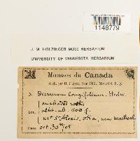 Paraleucobryum longifolium image