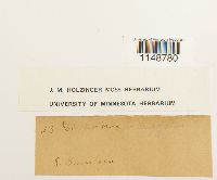 Paraleucobryum longifolium image