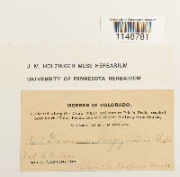 Paraleucobryum longifolium image