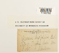 Paraleucobryum longifolium image