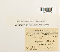 Paraleucobryum longifolium image