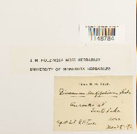 Paraleucobryum longifolium image