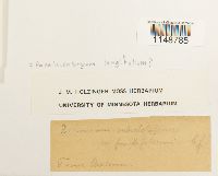 Media resource of Paraleucobryum longifolium