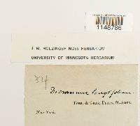 Paraleucobryum longifolium image