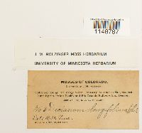 Paraleucobryum longifolium image