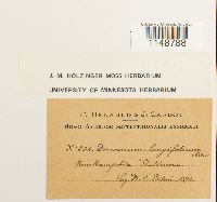 Paraleucobryum longifolium image