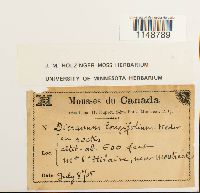 Paraleucobryum longifolium image