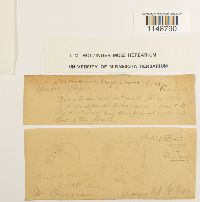 Paraleucobryum longifolium image