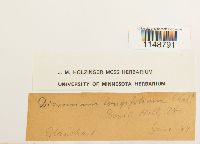 Paraleucobryum longifolium image