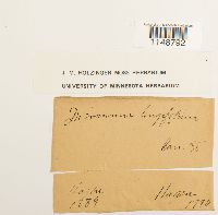 Paraleucobryum longifolium image