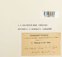 Paraleucobryum longifolium image